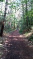 Chemin forestier entre Ste-Marine et Combrit