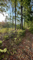 Chemin forestier vers Le Moru