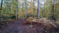 Chemin forestier