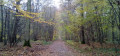 Chemin forestier