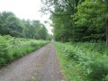 Chemin forestier