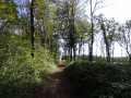 Chemin Forestier