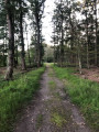 Chemin forestier