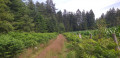 Chemin forestier