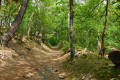 Chemin forestier