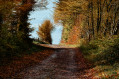 Chemin forestier.
