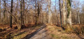 Chemin forestier