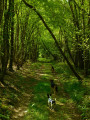 Chemin forestier