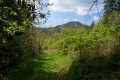 Chemin forestier