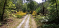 Chemin forestier