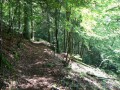Chemin forestier