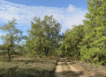 Chemin forestier
