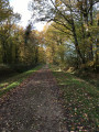 Forêt de Dourdan - Saint-Arnoult-en-Yvelines