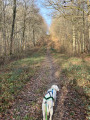 Chemin forestier