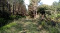Chemin forestier