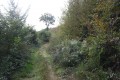 Chemin forestier