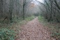Chemin forestier