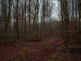 Chemin forestier