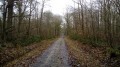 Chemin forestier