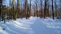 De Chaville à Saint-Cloud par la forêt, les étangs et le parc