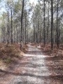 Chemin forestier