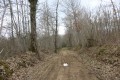 Chemin forestier