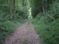 Chemin forestier