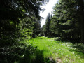 Chemin forestier