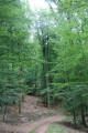 Chemin forestier
