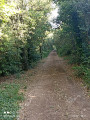 Chemin forestier