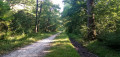 Chemin forestier