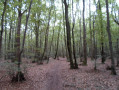 Chemin forestier