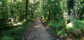 Chemin forestier