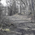 Allée forestière