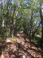 Chemin forestier