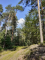 chemin forestier