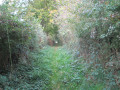 Chemin herbeux