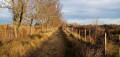 Chemin herbeux