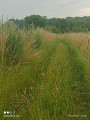 chemin herbeux
