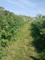 chemin herbeux