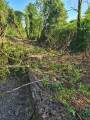 Dans les forêts de Sainte-Geneviève