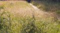 chemin le long de l'Aussonnelle
