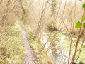 Chemin le long de la Chalouette