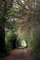 Chemin menant vers Jovard