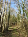 Chemin montant à travers un coteau