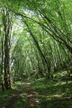 chemin montant en sous-bois près de la Berthonnerie
