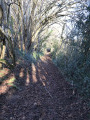 Chemin ombragé