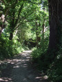 Chemin ombragé