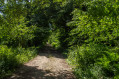 Chemin ombragé Chemin ombragé