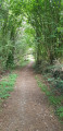 Chemin ombragé